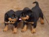 Rottweiler Puppies Available !!!