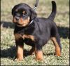Rottweiler pups available now