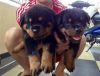 Outstanding male and female Rottweiler