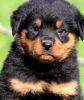 Outstanding German Rottweiler Puppies