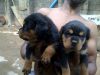 Beautiful Rottweiler puppies