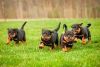 4 Lovely Rottweiler Puppies For Sale