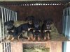 4 Big Female Rottweiler Pups Ready Now