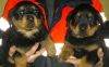 akc Male and female Rottweiler puppies
