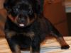3 Rottweilers for sale