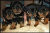 male and female rottweiller puppies for sale