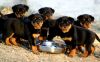 male and female rottweiller puppies for sale