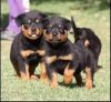 rottweiler puppies for sale