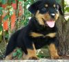 Male And Female Rottweiler Puppies For Sale