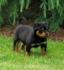 Rottweiler Puppies For Rehomingxxx) xxx-xxx3