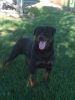 akc rottweiler puppies out of Europeblood lines