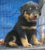 Beautiful German Rottweiler Puppies Available
