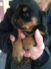 Rottweiler puppies for sale pure quality bloodline