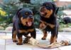 Well trained rottweiler puppies available