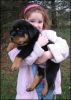 Rottweiler Puppies For a new home