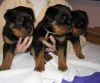 10 weeks old Rottweiler Puppies
