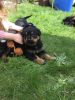 Cute Rottweiler puppies for adoption