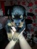 Vet Checked Rottweiler Puppies Ready Now