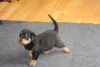 cute AKC champion-line Rottweiler pups