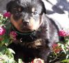 Rottweiler Puppies Ready For New Homes.