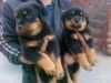 13 Weeks Old Rottweiler Puppies For Adoption