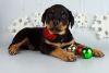 : Beautiful Rottweiler Pups For Sale For Sale,