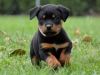 Awesome Rottweiler Pups For Sale