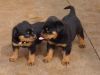 12 weeks old Rottweiler Puppies
