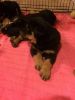 Rottweiler Puppies full blood, ready