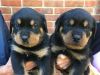 Full blooded rottweiler puppies