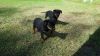 nice Rottweiler pups 2 male 2 females