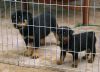 Stunning healthy Rottweiler puppies Available