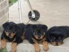12 Weeks Old Rottweiler Puppies For Adoption