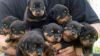playful rottweiler puppies available