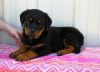 Great Rottweiler puppies available