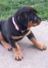 gajs German Rottweiler puppies for your home
