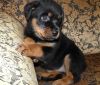 cgh German Rottweiler puppies available