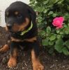 WQPZX Rottweiler puppies available