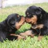Playful Rottweiler Puppies Available