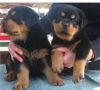 Well trained Rottweiler puppies