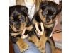 Akc Rottweiler Puppy Dogs Looking For A New Home
