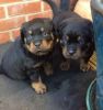 German Rottweiler puppies available