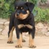 Top quality Rottweiler puppies