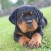 Rotweiller pups and stud service