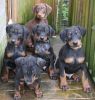 Stunning Kc Registered Rottweiler Puppies!!