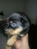 Our puppies are purebred, registered,