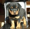 German Rottweiler Puppies. Text (xxx) xxx-xxx0