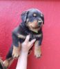 Gorgeous Rottweiler Puppies Available