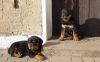 German Rottweiler puppies