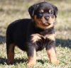 Quality Rottweiler Puppies Ready